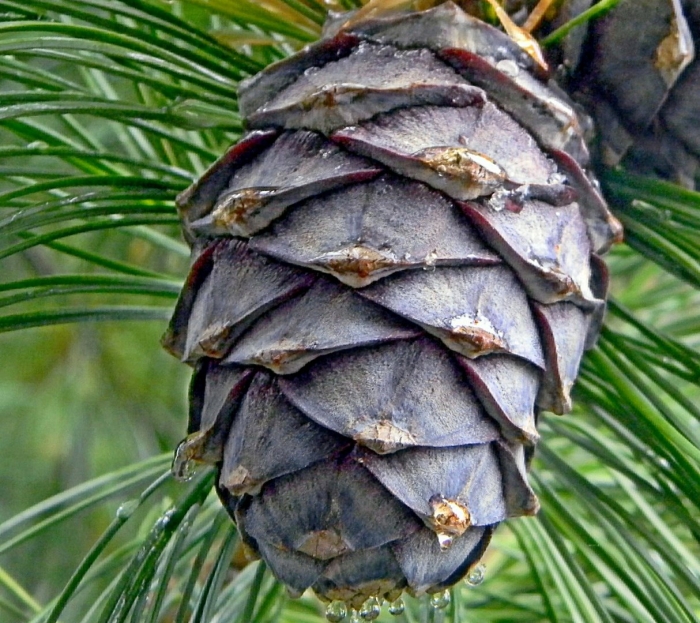 Сосна кедровая корейская шишка