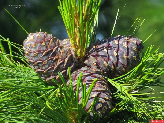 Сосна сибирская кедр сибирский