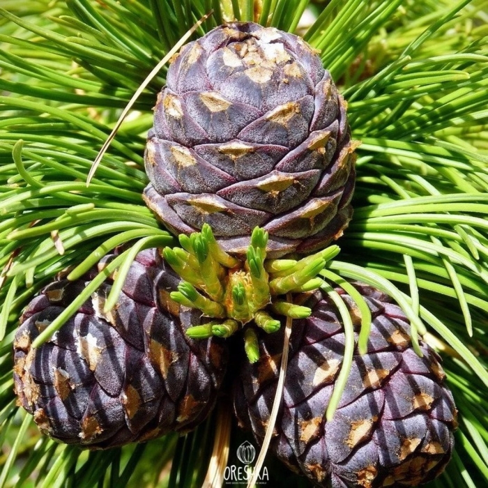 Кедровая сосна шишки