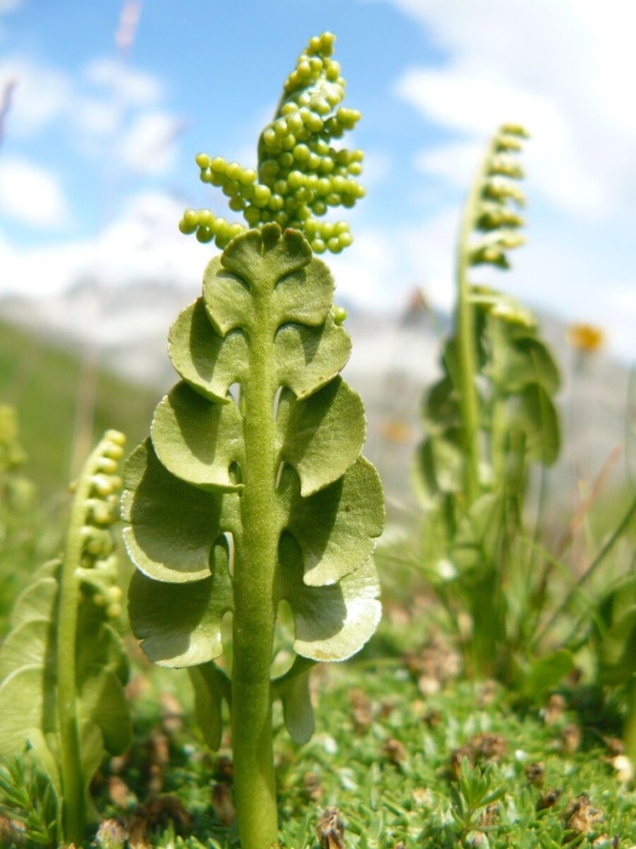 Moonwort botrychium lunaria