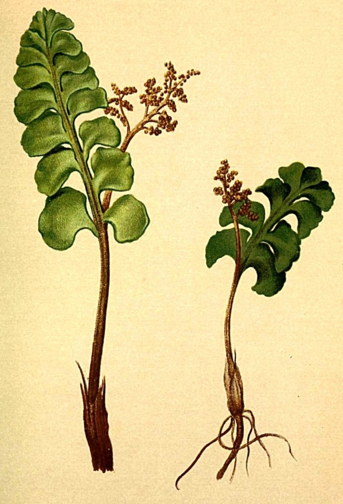 Botrychium lunaria