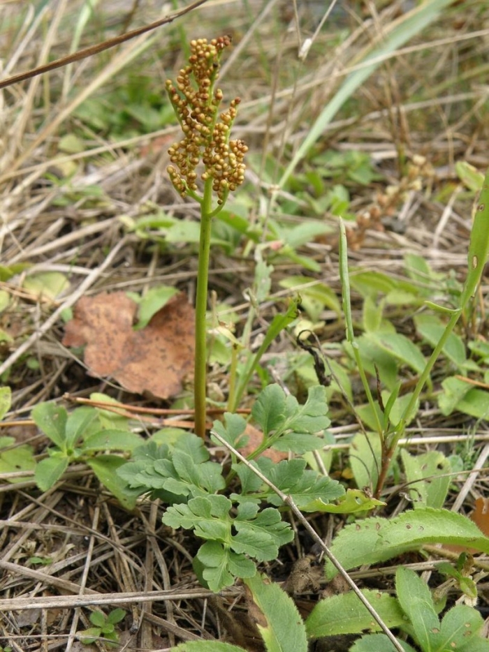 Botrychium multifidum