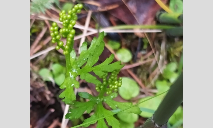 Гроздовник северный