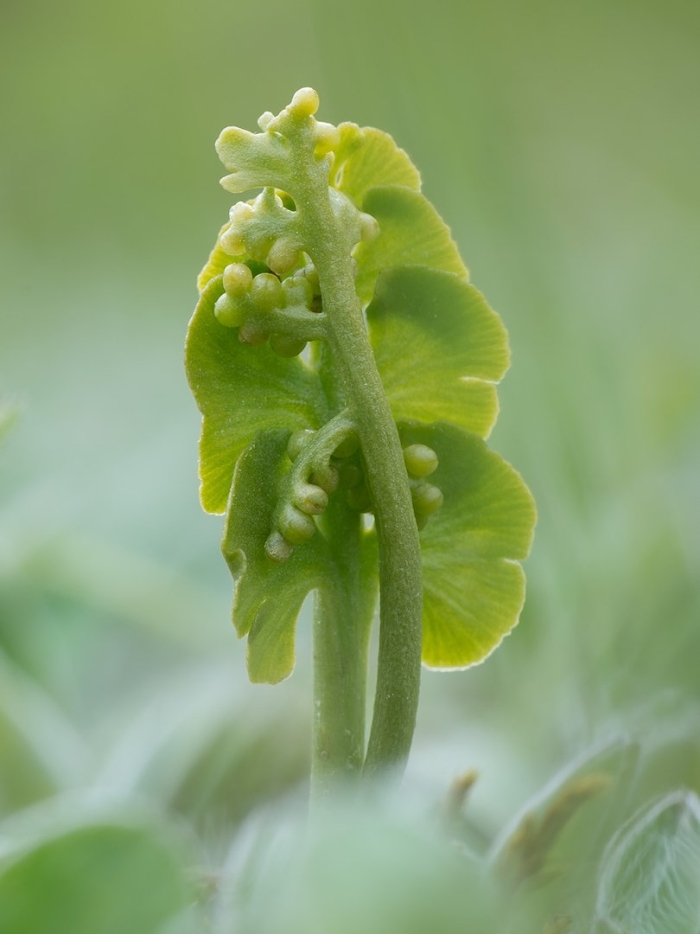 Moonwort botrychium lunaria
