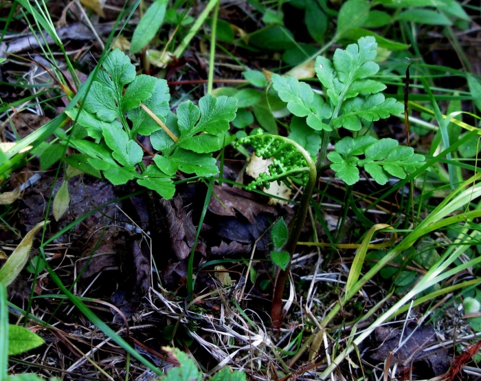 Гроздовник многораздельный