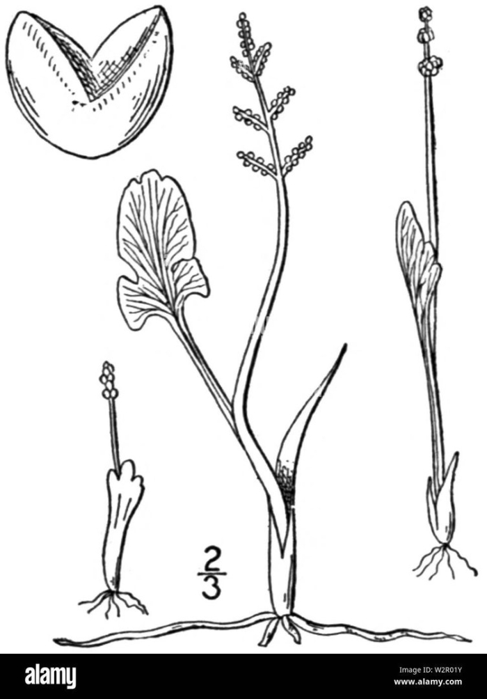 Botrychium simplex