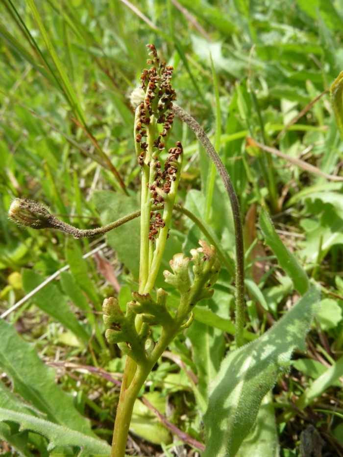 Гроздовник (botrychium).