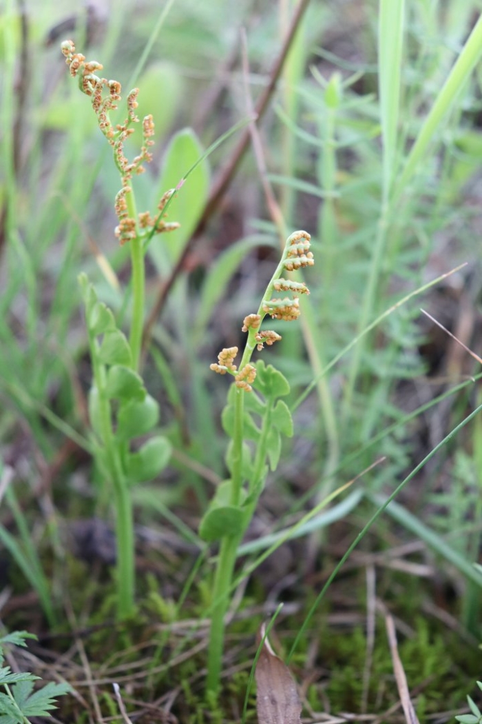 Гроздовник полулунный