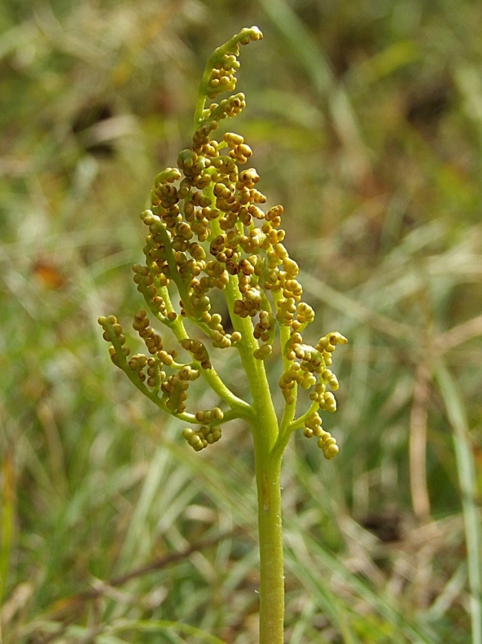 Botrychium matricariifolium