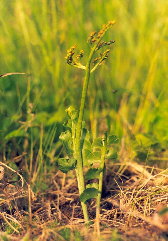 Папоротник гроздовник