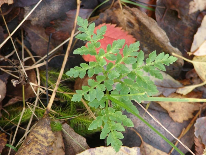 Cystopteris protrusa