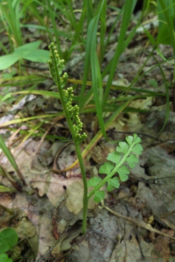 Гроздовник полулунный