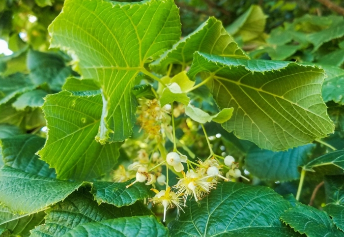 Липа мелколистная сердцевидная