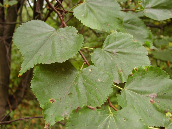 Tilia mandshurica