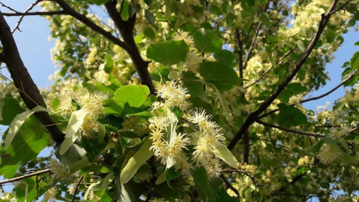 Цветущая липа дерево