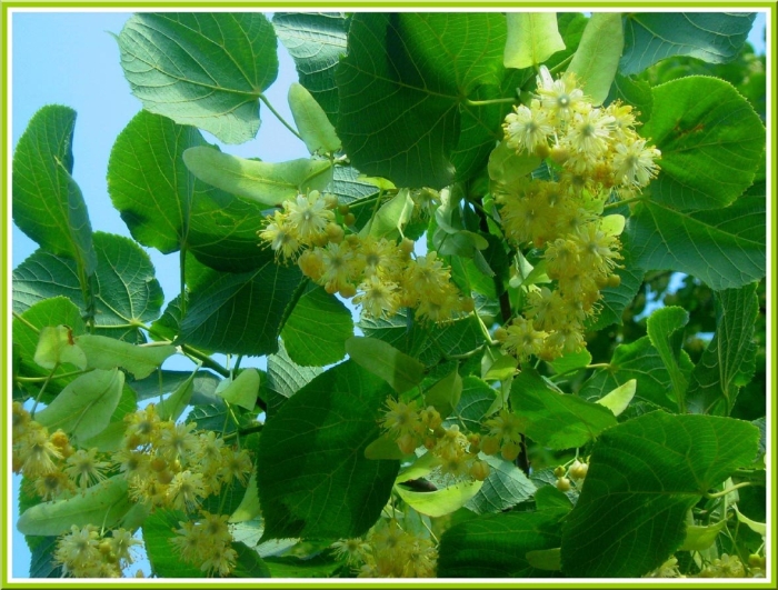 Липа мелколистная сердцевидная