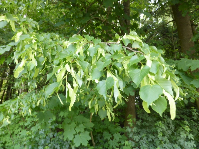 Tilia cordata