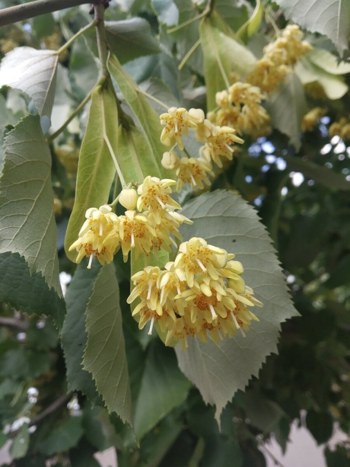 Липа мелколистная tilia cordata