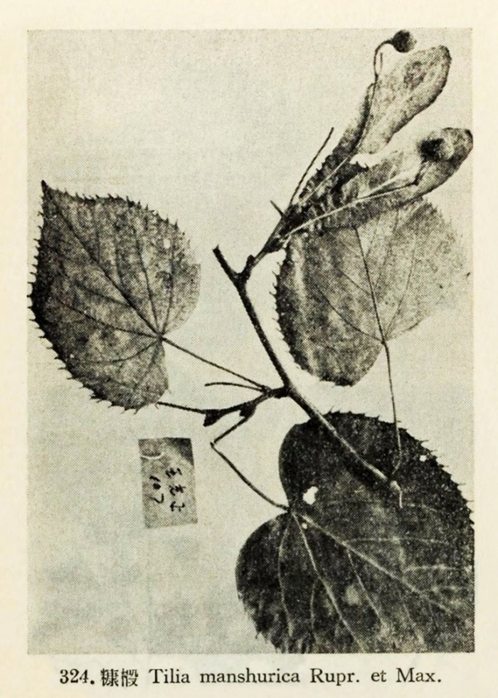 Липа маньчжурская (tilia mandshurica)