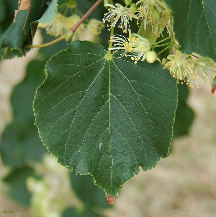 Липа маньчжурская (tilia mandshurica)