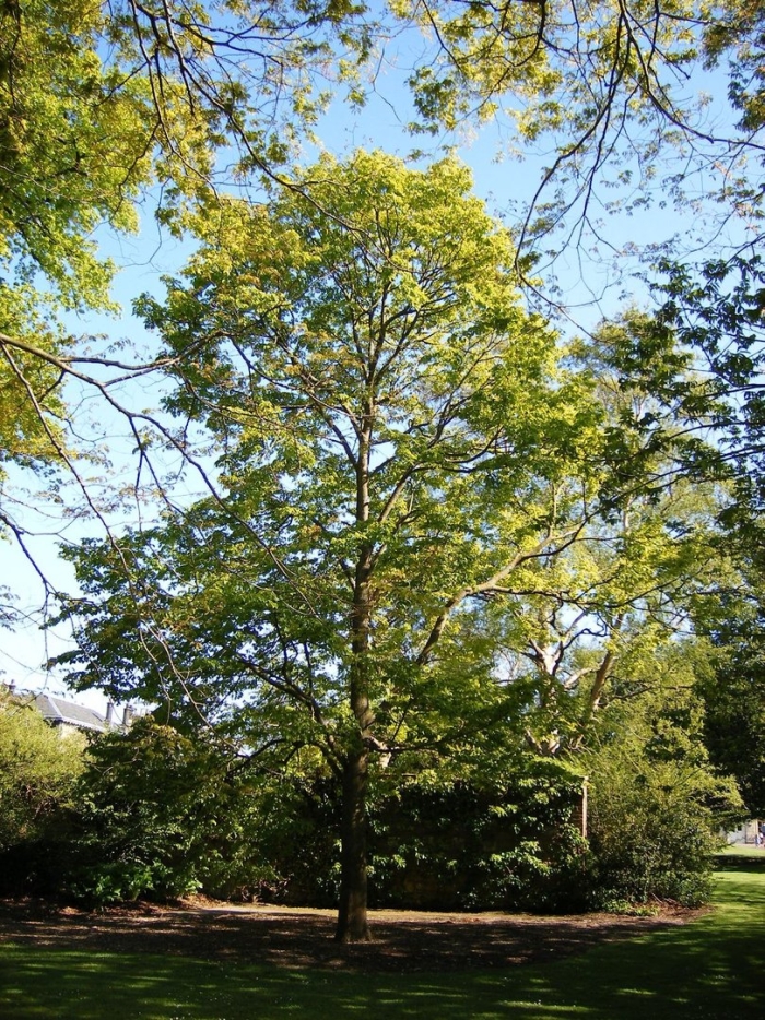 Ясень обыкновенный fraxinus excelsior