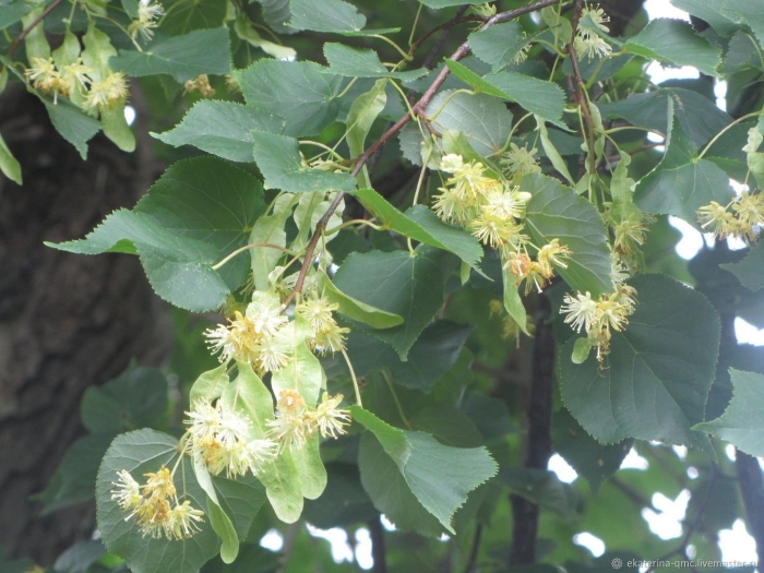 Липа сердцевидная