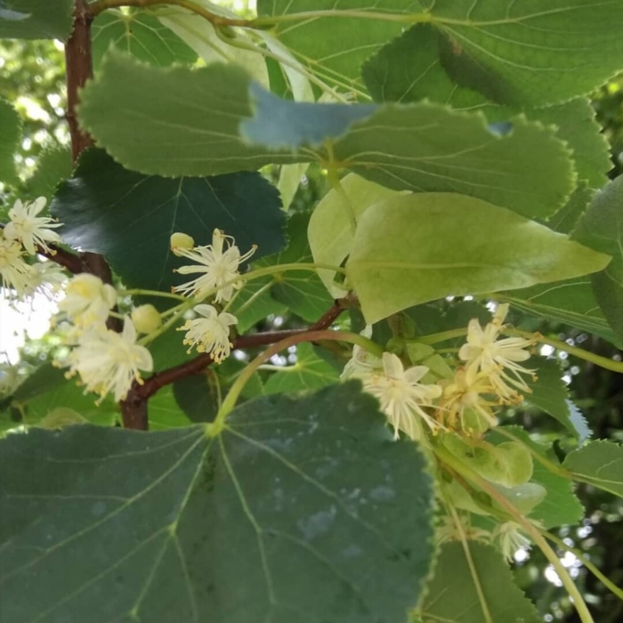 Цветущая липа дерево