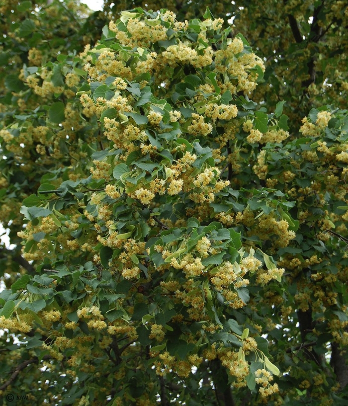 Липа дерево