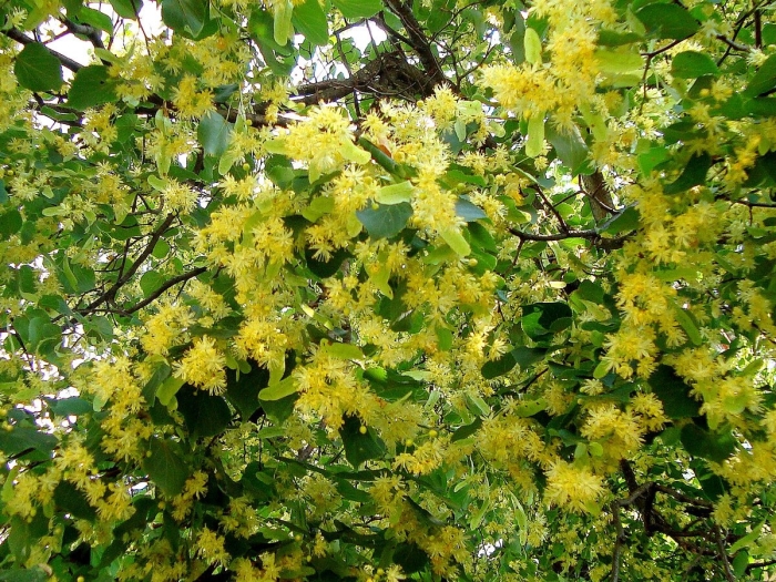 Липа мелколистная цветение