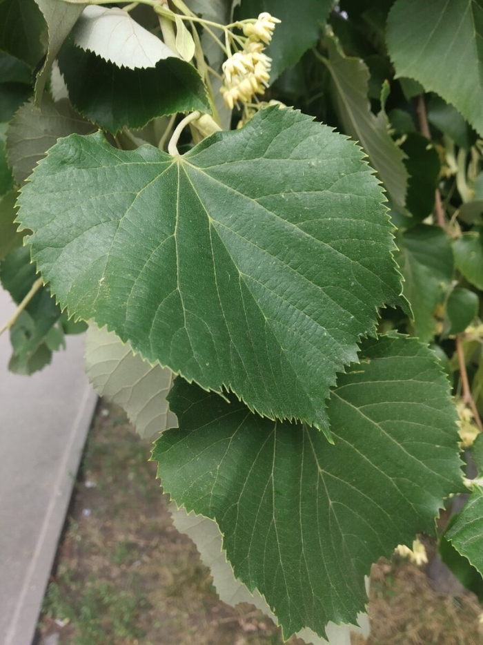 Tilia platyphyllos