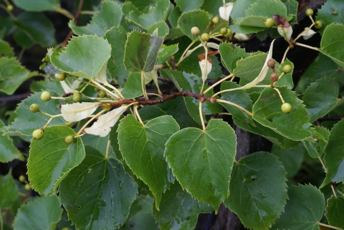 Липа амурская – tilia amurensis