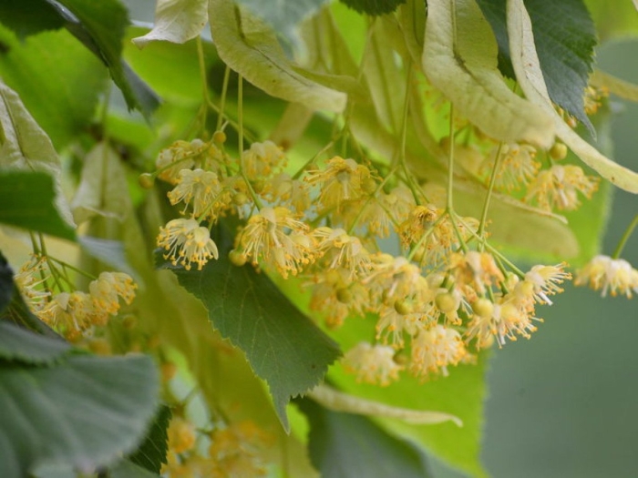 Цветки липы