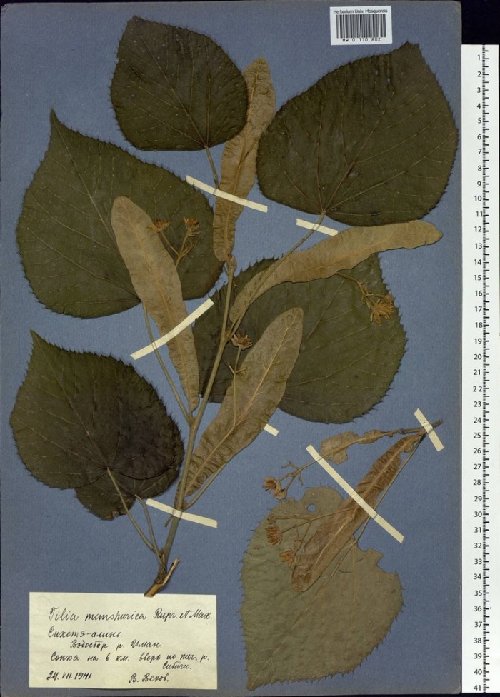 Липа крупнолистная гербарий
