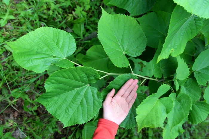 Липа крупнолистная лист