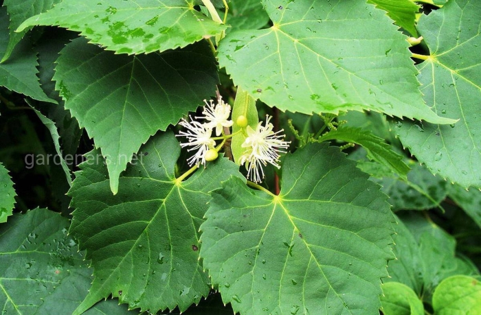 Липа сердцелистная