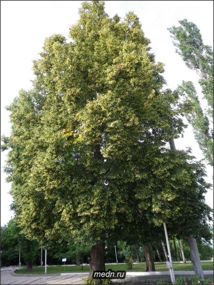 Tilia platyphyllos 'fastigiata'