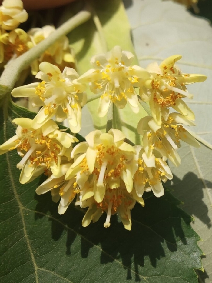 Tilia maximowicziana