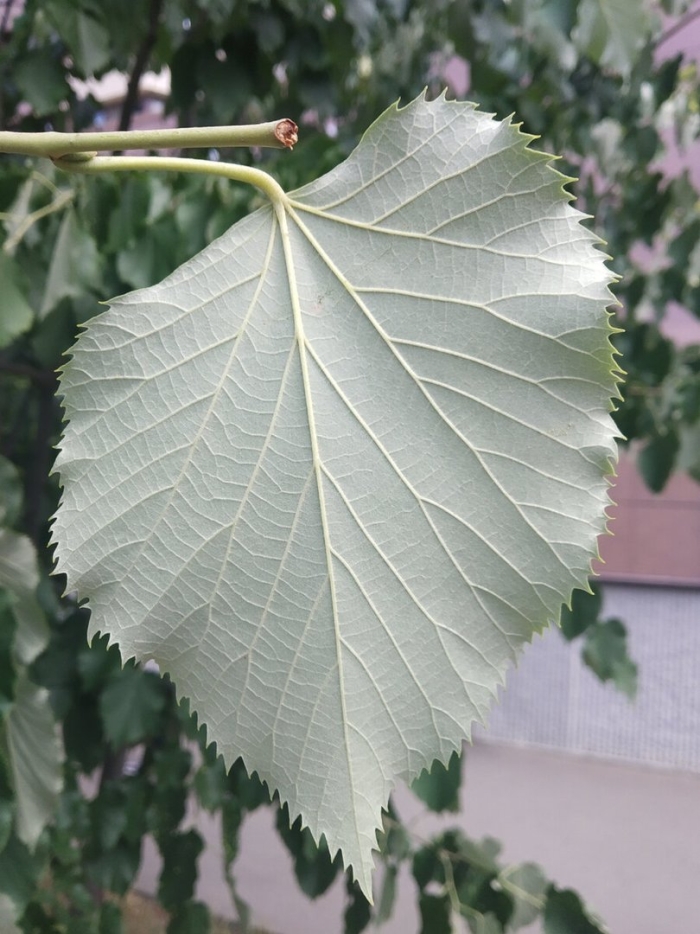 Tilia tomentosa листья