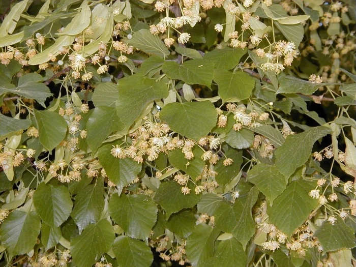 Липа сердцевидная tilia cordata