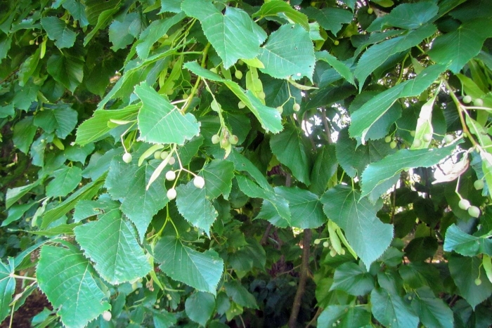 Липа маньчжурская (tilia mandshurica)