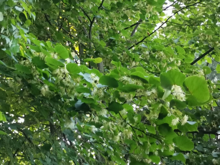 Липа мелколистная tilia cordata
