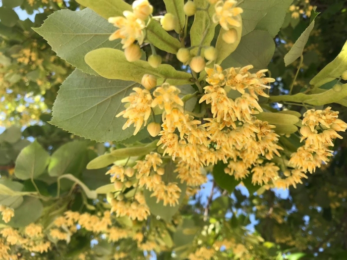 Липа мелколистная цветение