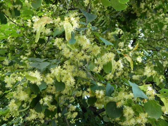 Липа цветение