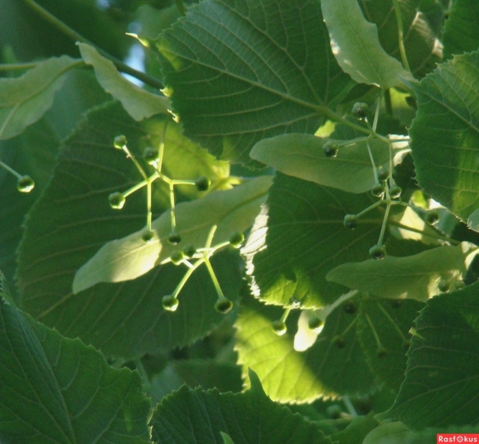 Липа амурская – tilia amurensis
