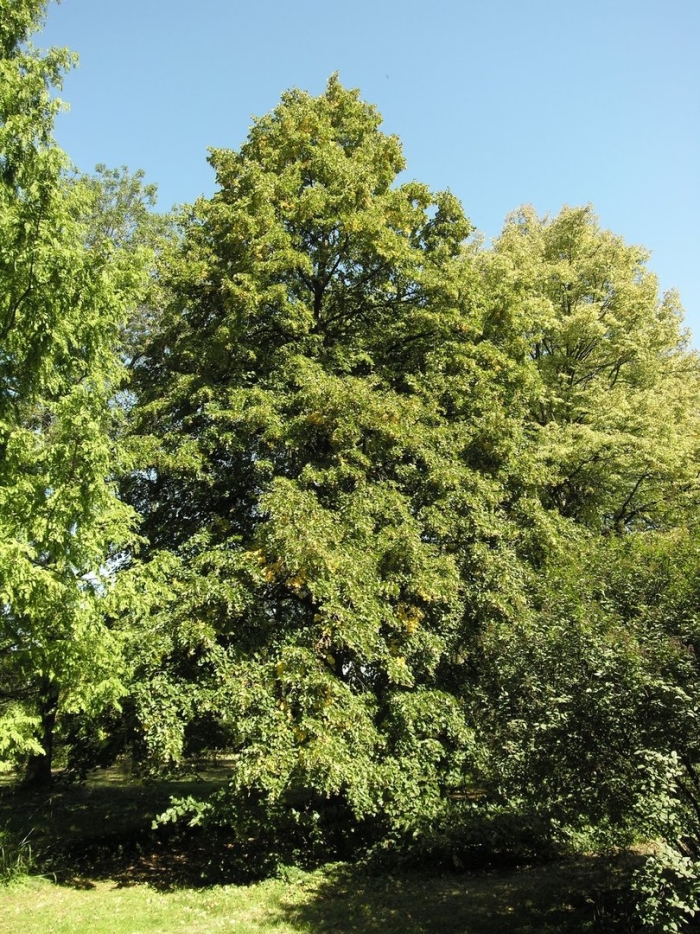 Орех медвежий лещина древовидная