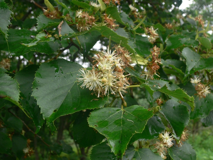 Липа амурская – tilia amurensis