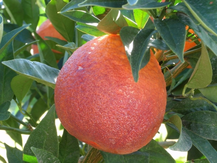 Сангвинелли цитрус