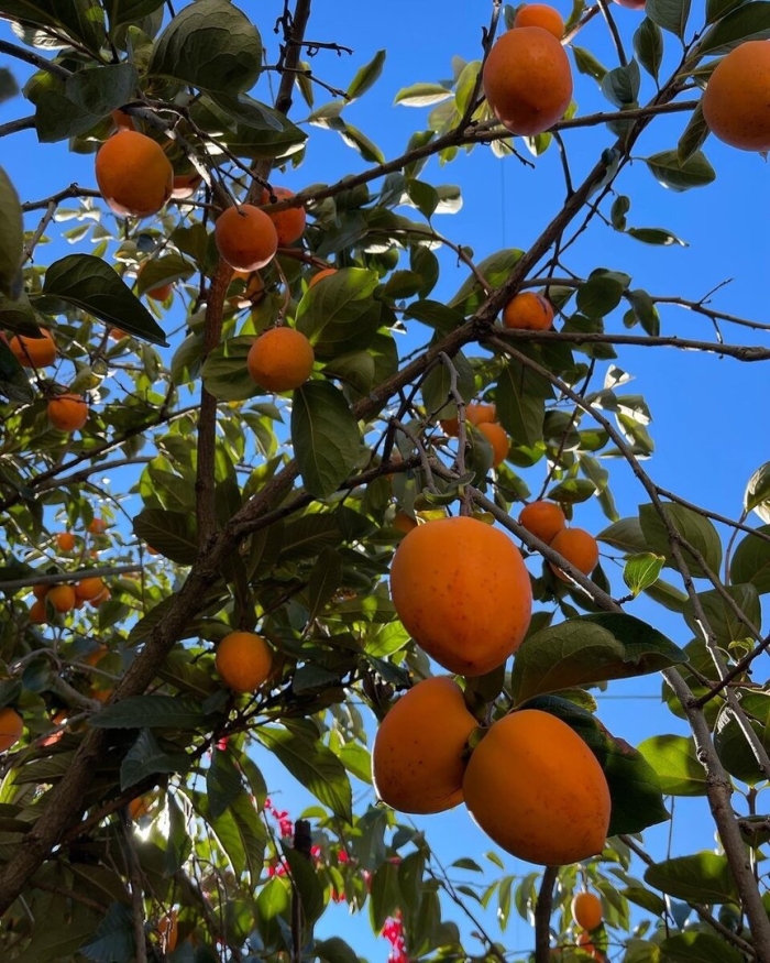 Померанец дерево