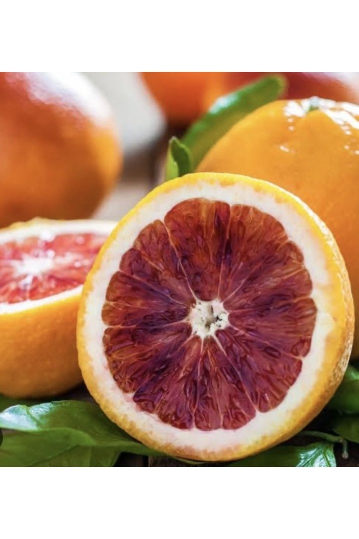 Красный сорт апельсина