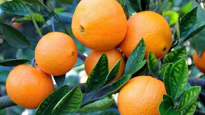 Апельсины сорт вашингтон